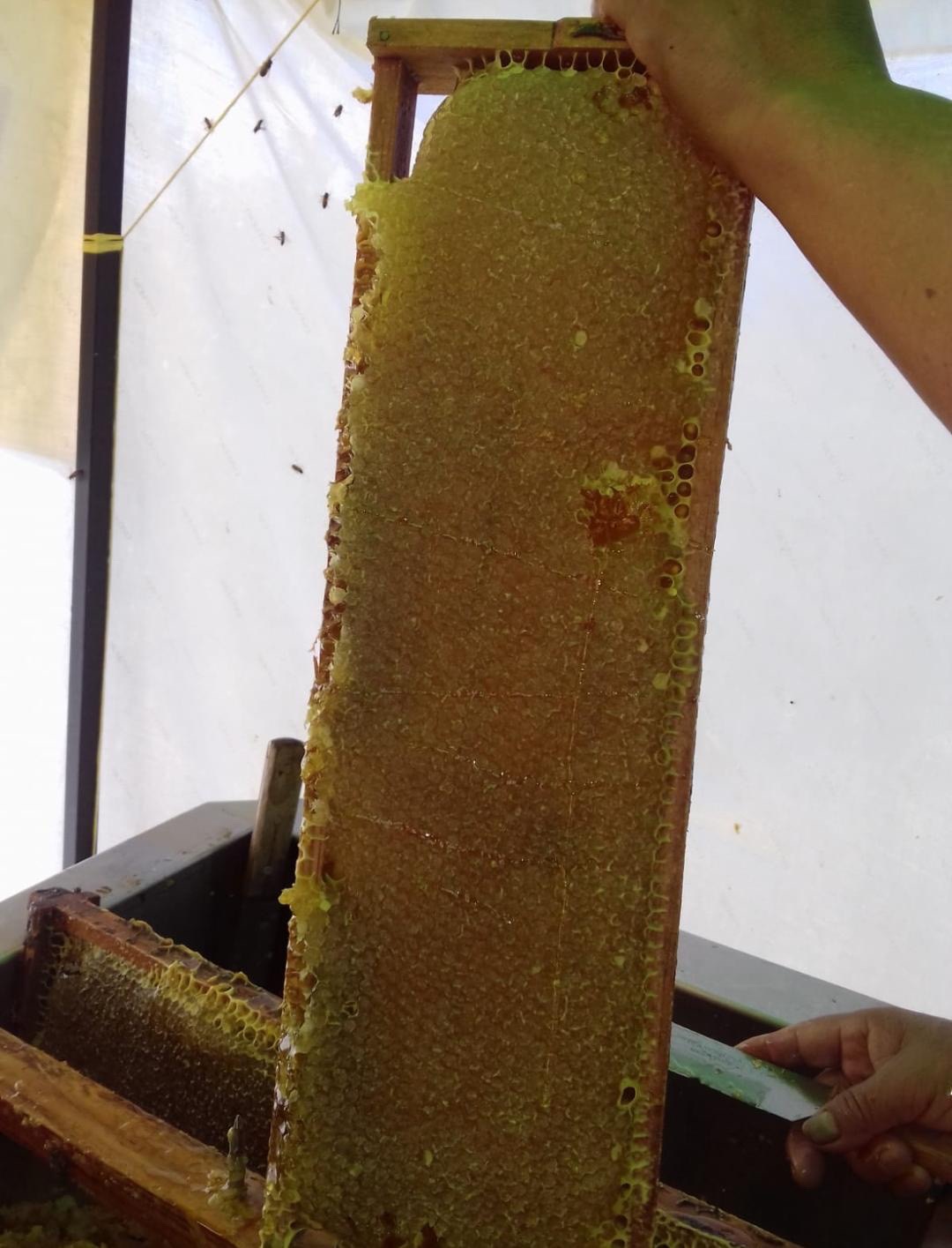 Panal de miel en proceso